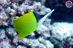    Mareste fotografia 

WeDive - Maldive 2019