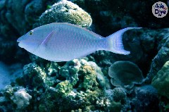    Mareste fotografia 

WeDive - Maldive 2019