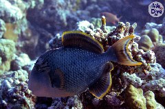    Mareste fotografia 

WeDive - Maldive 2019