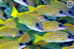    Mareste fotografia 

WeDive - Maldive 2019