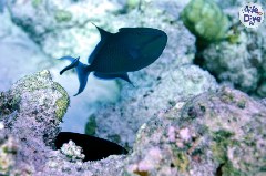    Mareste fotografia 

WeDive - Maldive 2019