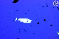    Mareste fotografia 

WeDive - Maldive 2019