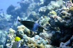    Mareste fotografia 

WeDive - Maldive 2019