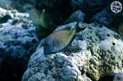    Mareste fotografia 

WeDive - Maldive 2019