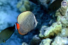    Mareste fotografia 

WeDive - Maldive 2019