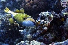    Mareste fotografia 

WeDive - Maldive 2019