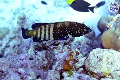    Mareste fotografia 

WeDive - Maldive 2019