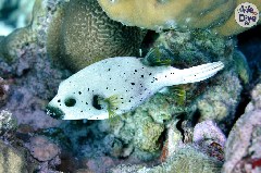    Mareste fotografia 

WeDive - Maldive 2019