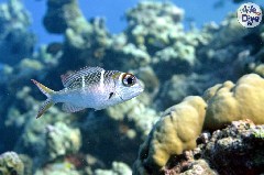    Mareste fotografia 

WeDive - Maldive 2019