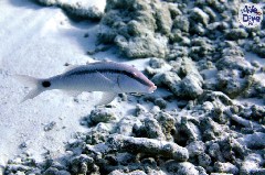    Mareste fotografia 

WeDive - Maldive 2019