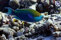    Mareste fotografia 

WeDive - Maldive 2019