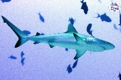    Mareste fotografia 

WeDive - Maldive 2019