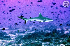    Mareste fotografia 

WeDive - Maldive 2019