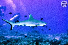    Mareste fotografia 

WeDive - Maldive 2019