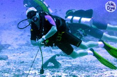    Mareste fotografia 

WeDive - Maldive 2019