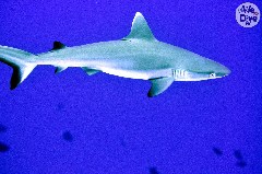    Mareste fotografia 

WeDive - Maldive 2019