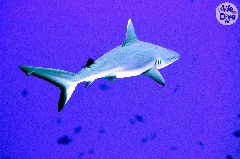    Mareste fotografia 

WeDive - Maldive 2019