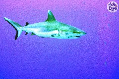    Mareste fotografia 

WeDive - Maldive 2019