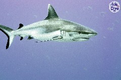    Mareste fotografia 

WeDive - Maldive 2019