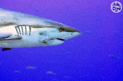    Mareste fotografia 

WeDive - Maldive 2019