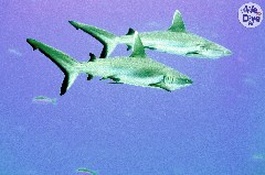    Mareste fotografia 

WeDive - Maldive 2019