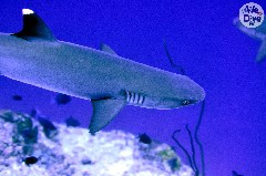    Mareste fotografia 

WeDive - Maldive 2019