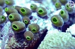    Mareste fotografia 

WeDive - Maldive 2019