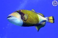    Mareste fotografia 

WeDive - Maldive 2019