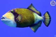    Mareste fotografia 

WeDive - Maldive 2019