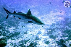    Mareste fotografia 

WeDive - Maldive 2019