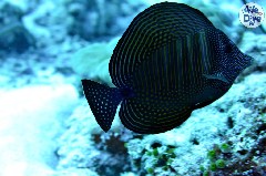    Mareste fotografia 

WeDive - Maldive 2019