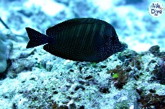    Mareste fotografia 

WeDive - Maldive 2019