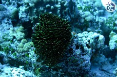    Mareste fotografia 

WeDive - Maldive 2019