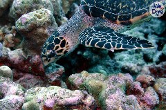    Mareste fotografia 

WeDive - Maldive 2019