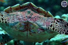    Mareste fotografia 

WeDive - Maldive 2019