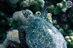    Mareste fotografia 

WeDive - Maldive 2019