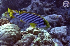    Mareste fotografia 

WeDive - Maldive 2019