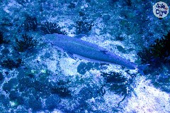    Mareste fotografia 

WeDive - Maldive 2019