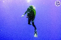    Mareste fotografia 

WeDive - Maldive 2019