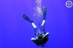    Mareste fotografia 

WeDive - Maldive 2019