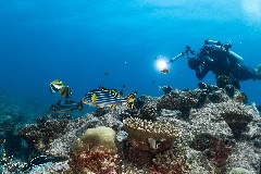    Mareste fotografia 

WeDive - Maldive 2021