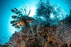    Mareste fotografia 

WeDive - Maldive 2021