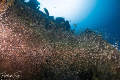    Mareste fotografia 

WeDive - Maldive 2021