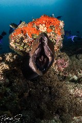    Mareste fotografia 

WeDive - Maldive 2021