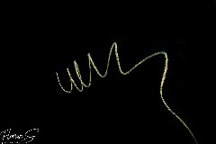    Mareste fotografia 

WeDive - Maldive 2021