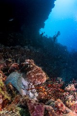    Mareste fotografia 

WeDive - Maldive 2021