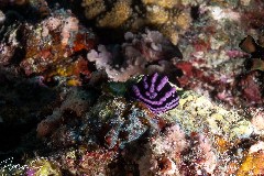    Mareste fotografia 

WeDive - Maldive 2021