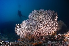    Mareste fotografia 

WeDive - Maldive 2021