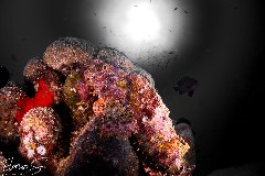    Mareste fotografia 

WeDive - Maldive 2021