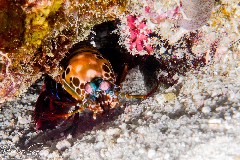    Mareste fotografia 

WeDive - Maldive 2021